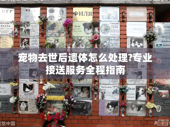 宠物去世后遗体怎么处理?专业接送服务全程指南