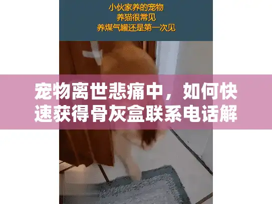 宠物离世悲痛中，如何快速获得骨灰盒联系电话解决方案？