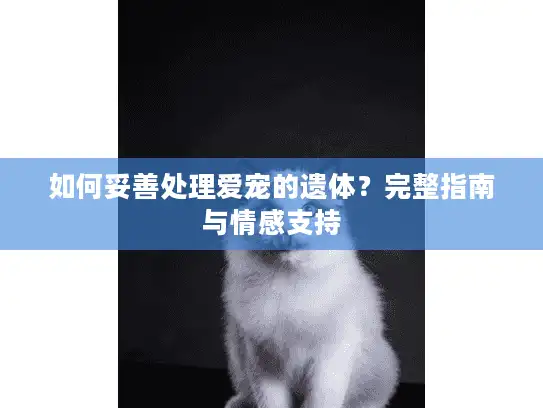 如何妥善处理爱宠的遗体？完整指南与情感支持