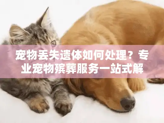 宠物丢失遗体如何处理？专业宠物殡葬服务一站式解决指南