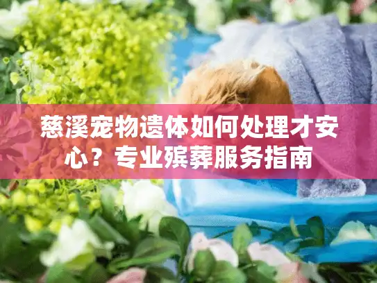慈溪宠物遗体如何处理才安心？专业殡葬服务指南