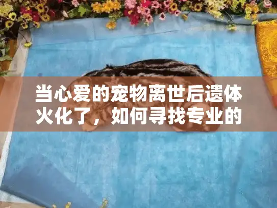 当心爱的宠物离世后遗体火化了，如何寻找专业的宠物殡葬服务？