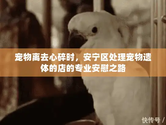 宠物离去心碎时，安宁区处理宠物遗体的店的专业安慰之路