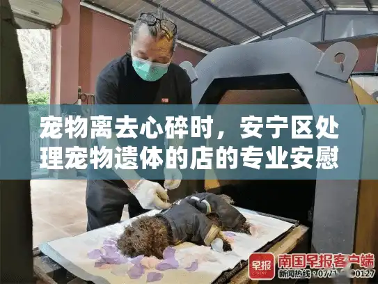 宠物离去心碎时，安宁区处理宠物遗体的店的专业安慰之路