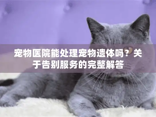 宠物医院能处理宠物遗体吗？关于告别服务的完整解答