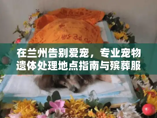 在兰州告别爱宠，专业宠物遗体处理地点指南与殡葬服务推荐