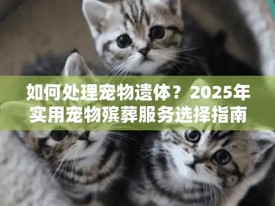 如何处理宠物遗体？2025年实用宠物殡葬服务选择指南