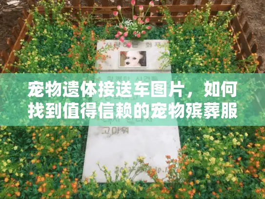宠物遗体接送车图片，如何找到值得信赖的宠物殡葬服务？