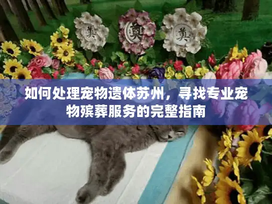 如何处理宠物遗体苏州，寻找专业宠物殡葬服务的完整指南