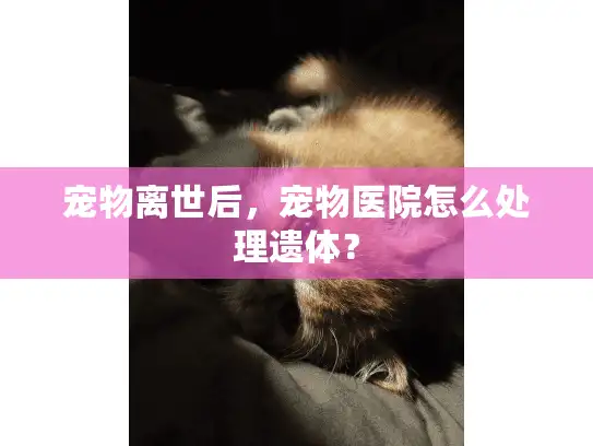 宠物离世后，宠物医院怎么处理遗体？