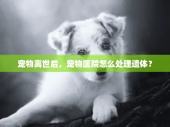 宠物离世后，宠物医院怎么处理遗体？