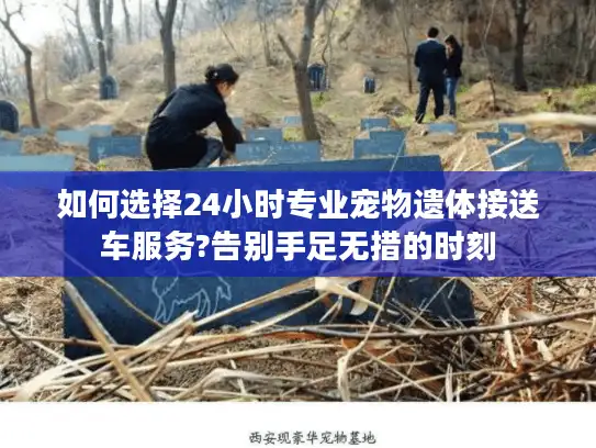 如何选择24小时专业宠物遗体接送车服务?告别手足无措的时刻
