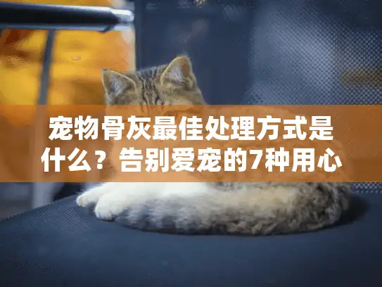 宠物骨灰最佳处理方式是什么？告别爱宠的7种用心选择
