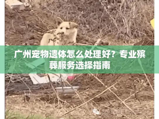 广州宠物遗体怎么处理好？专业殡葬服务选择指南