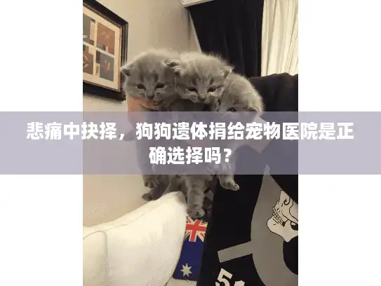 悲痛中抉择，狗狗遗体捐给宠物医院是正确选择吗？