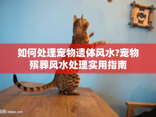 如何处理宠物遗体风水?宠物殡葬风水处理实用指南