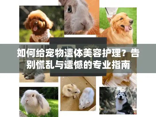 如何给宠物遗体美容护理？告别慌乱与遗憾的专业指南