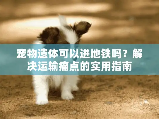 宠物遗体可以进地铁吗？解决运输痛点的实用指南