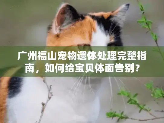 广州福山宠物遗体处理完整指南，如何给宝贝体面告别？