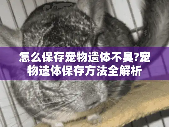 怎么保存宠物遗体不臭?宠物遗体保存方法全解析