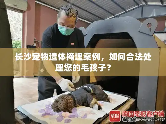 长沙宠物遗体掩埋案例，如何合法处理您的毛孩子？