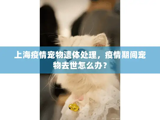 上海疫情宠物遗体处理，疫情期间宠物去世怎么办？
