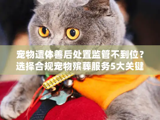 宠物遗体善后处置监管不到位？选择合规宠物殡葬服务5大关键点