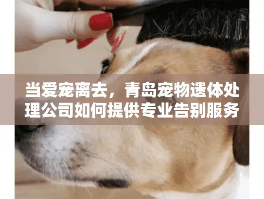 当爱宠离去，青岛宠物遗体处理公司如何提供专业告别服务？
