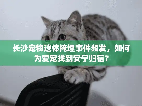 长沙宠物遗体掩埋事件频发，如何为爱宠找到安宁归宿？