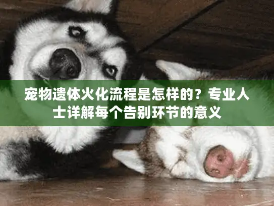 宠物遗体火化流程是怎样的？专业人士详解每个告别环节的意义