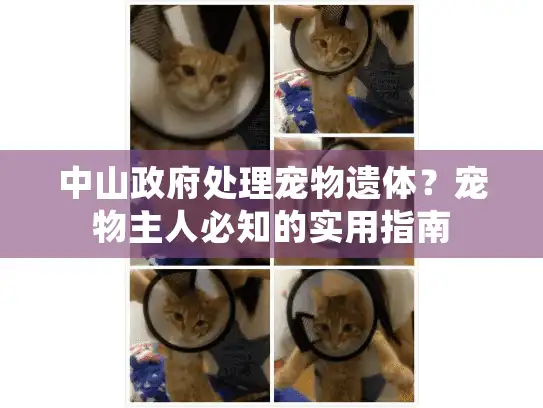 中山政府处理宠物遗体？宠物主人必知的实用指南