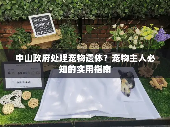 中山政府处理宠物遗体？宠物主人必知的实用指南