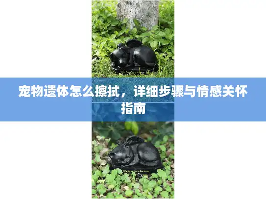宠物遗体怎么擦拭，详细步骤与情感关怀指南