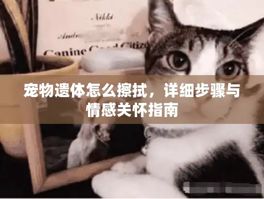 宠物遗体怎么擦拭，详细步骤与情感关怀指南