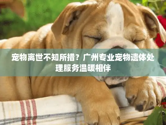 宠物离世不知所措？广州专业宠物遗体处理服务温暖相伴