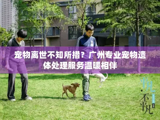 宠物离世不知所措？广州专业宠物遗体处理服务温暖相伴