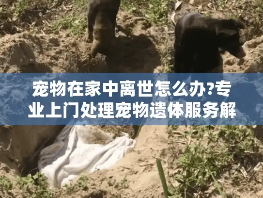 宠物在家中离世怎么办?专业上门处理宠物遗体服务解析