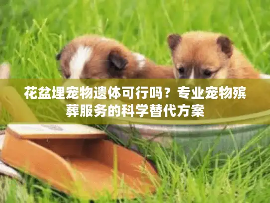 花盆埋宠物遗体可行吗？专业宠物殡葬服务的科学替代方案