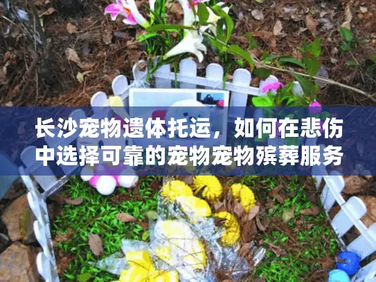 长沙宠物遗体托运，如何在悲伤中选择可靠的宠物宠物殡葬服务？