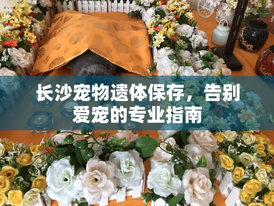 长沙宠物遗体保存，告别爱宠的专业指南