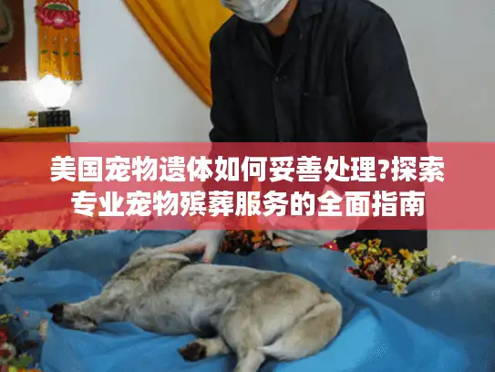 美国宠物遗体如何妥善处理?探索专业宠物殡葬服务的全面指南
