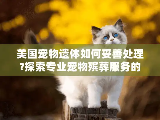 美国宠物遗体如何妥善处理?探索专业宠物殡葬服务的全面指南
