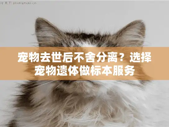 宠物去世后不舍分离？选择宠物遗体做标本服务