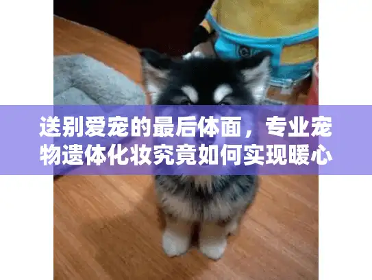 送别爱宠的最后体面，专业宠物遗体化妆究竟如何实现暖心告别