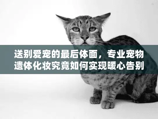 送别爱宠的最后体面，专业宠物遗体化妆究竟如何实现暖心告别