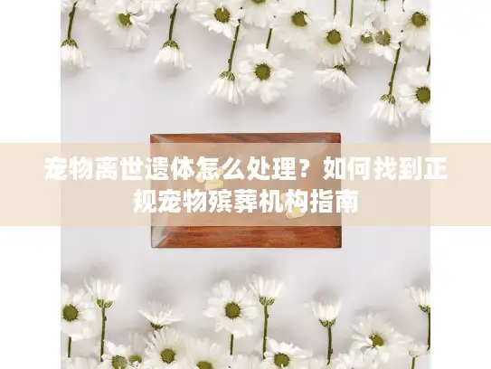 宠物离世遗体怎么处理？如何找到正规宠物殡葬机构指南