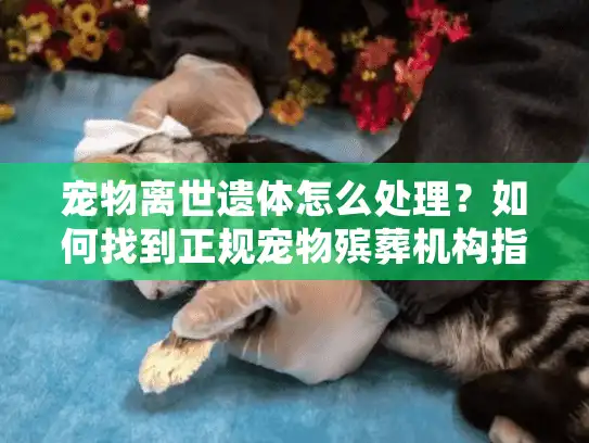 宠物离世遗体怎么处理？如何找到正规宠物殡葬机构指南