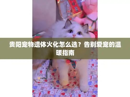 贵阳宠物遗体火化怎么选？告别爱宠的温暖指南