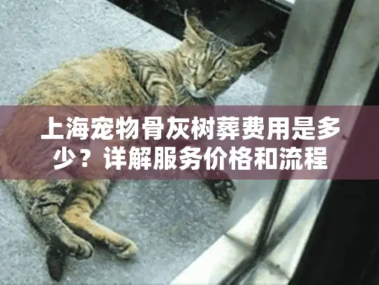 上海宠物骨灰树葬费用是多少？详解服务价格和流程