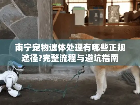 南宁宠物遗体处理有哪些正规途径?完整流程与避坑指南